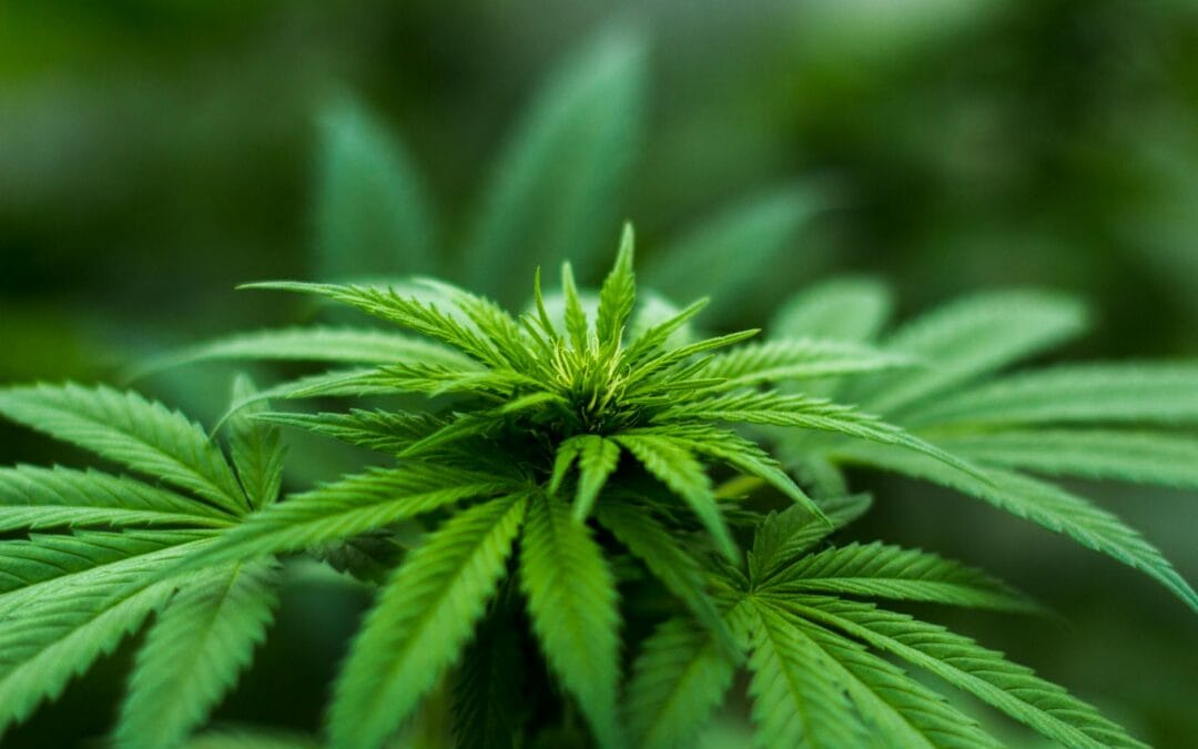 shallow focus photography of cannabis plant