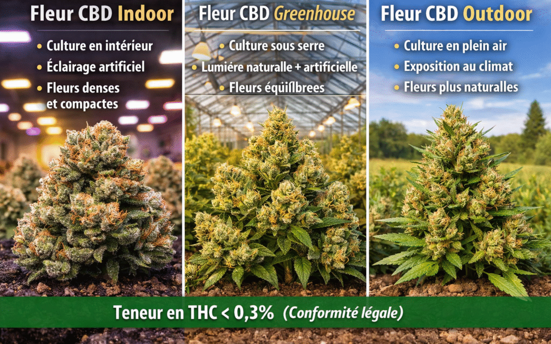 Fleur CBD indoor, greenhouse ou outdoor