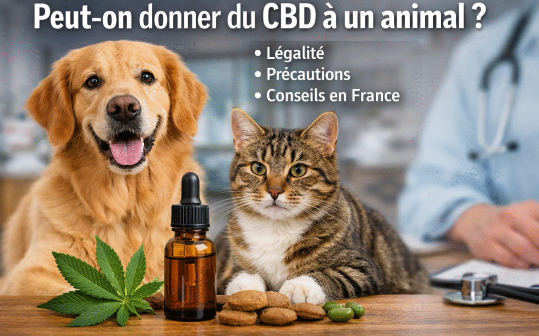Peut-on donner du CBD à un animal ?