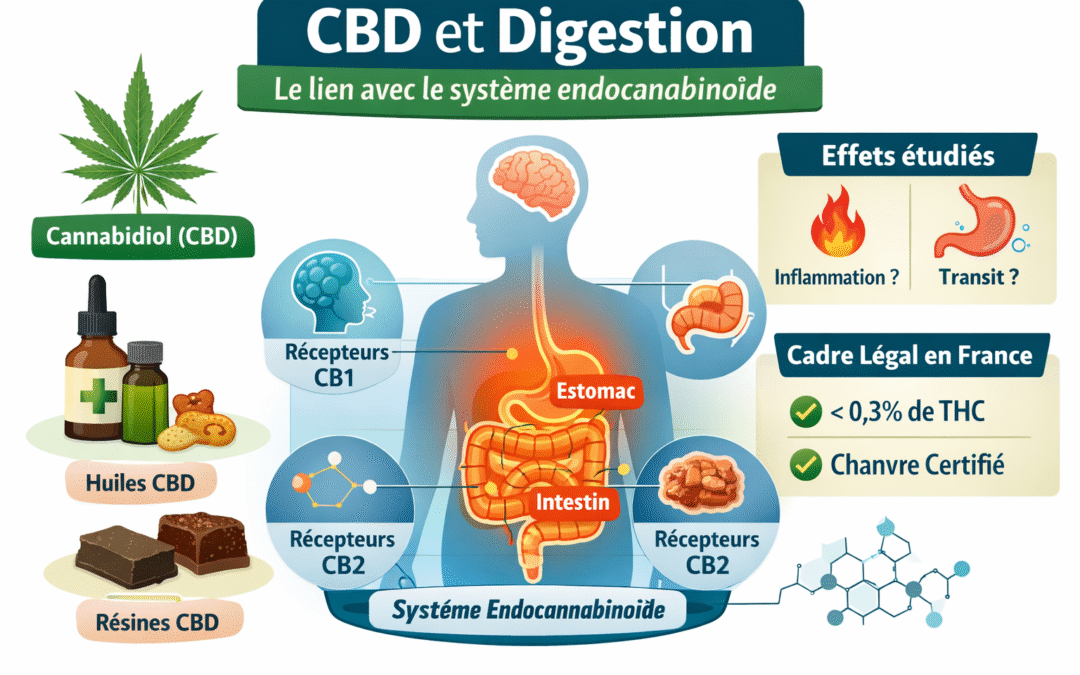 CBD et digestion