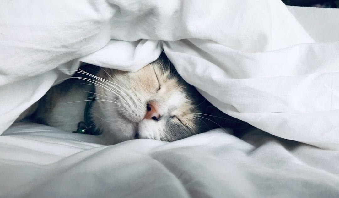 Bienfaits du CBD pour le sommeil et la relaxation : le guide complet 2026