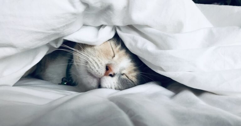 Bienfaits du CBD pour le sommeil et la relaxation : le guide complet 2026