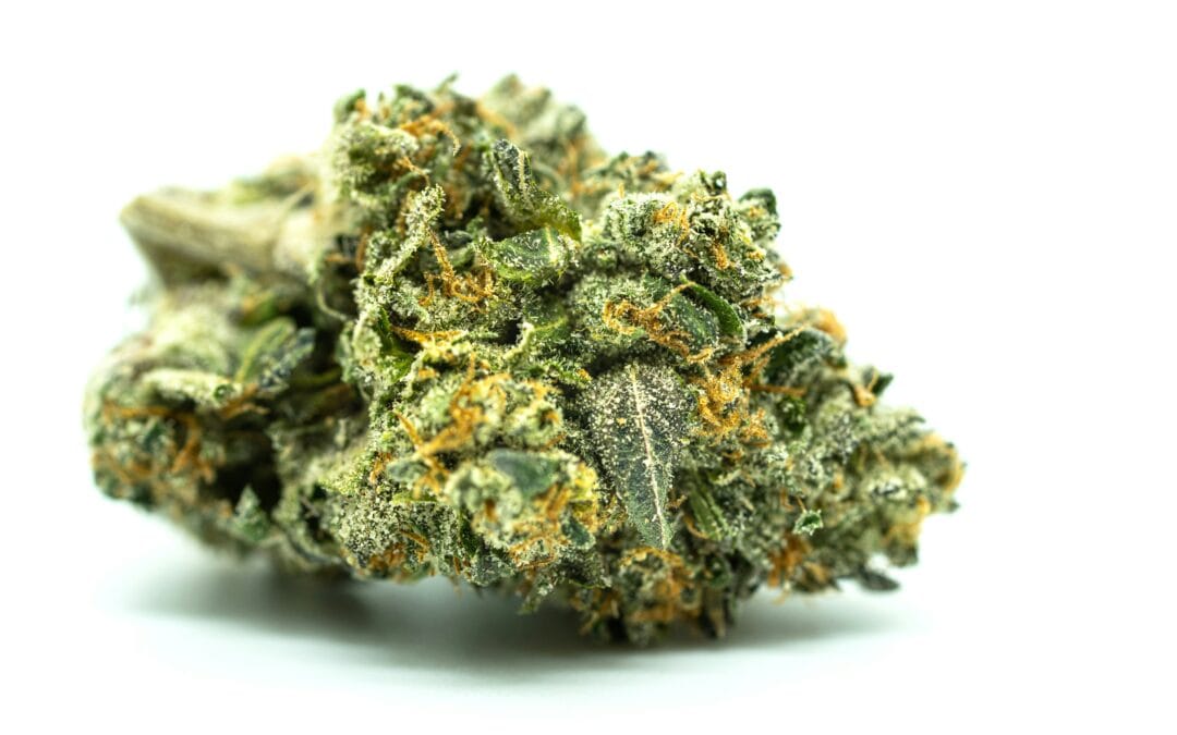 Terpènes du cannabis : rôles et bienfaits pour comprendre l&rsquo;effet d&rsquo;entourage