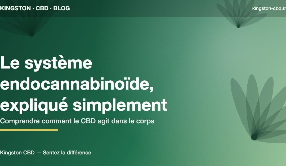 Le système endocannabinoïde expliqué simplement : comprendre comment fonctionne le CBD dans le corps