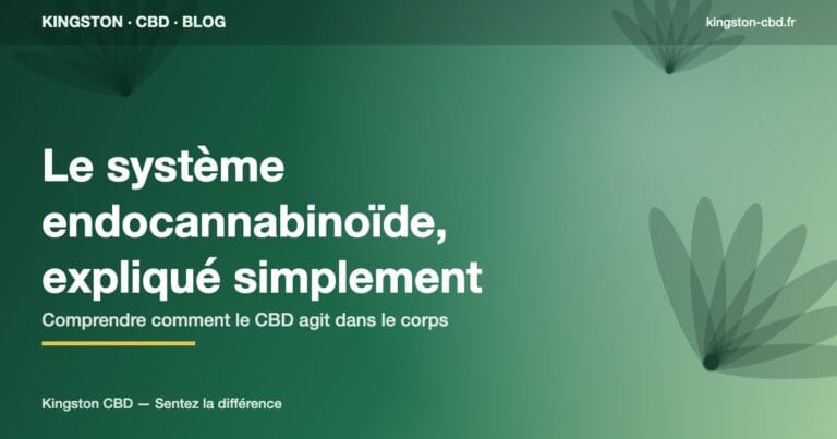 Le système endocannabinoïde expliqué simplement : comprendre comment fonctionne le CBD dans le corps