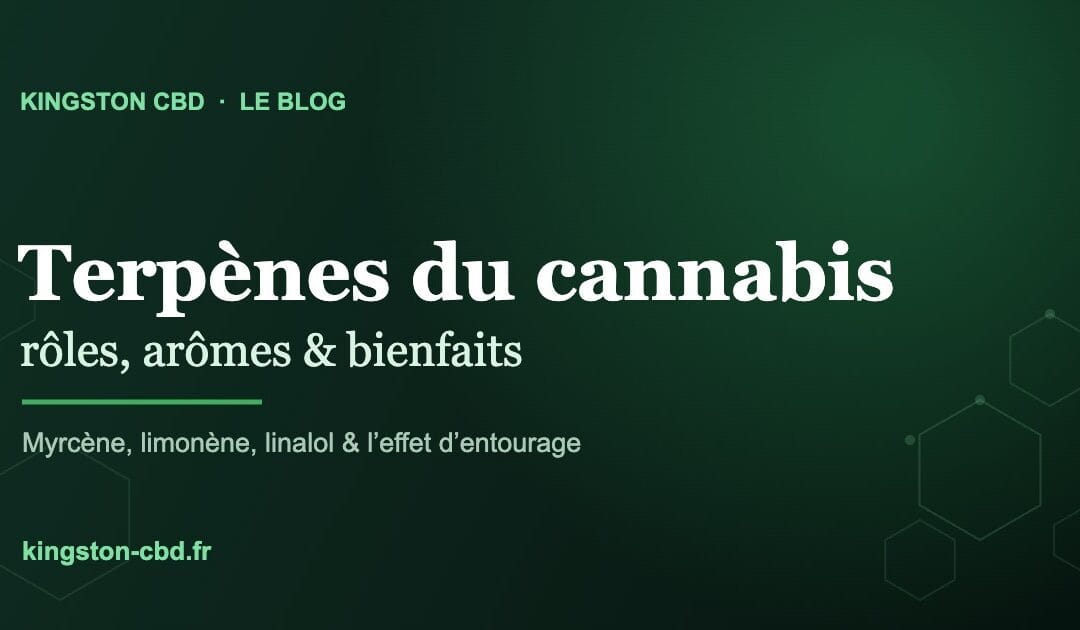 Terpènes du cannabis : rôles, arômes et bienfaits (le guide Kingston)