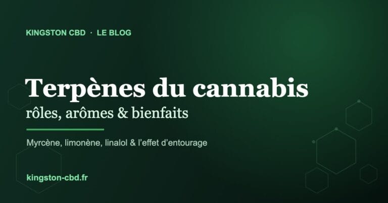 Terpènes du cannabis : rôles, arômes et bienfaits (le guide Kingston)