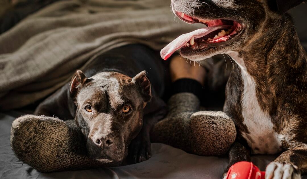 CBD et animaux de compagnie : bienfaits, précautions et bon sens