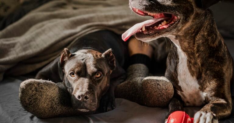 CBD et animaux de compagnie : bienfaits, précautions et bon sens
