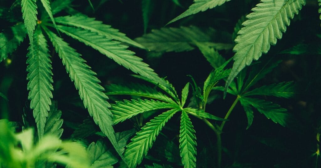 Plante de chanvre en gros plan, illustration de l'histoire du CBD