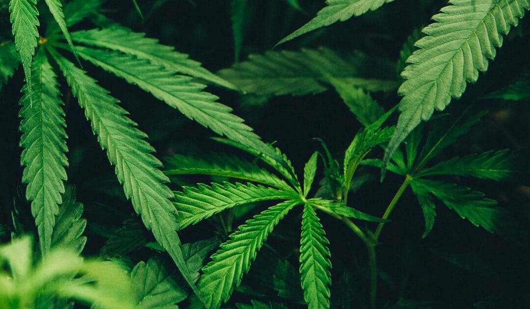 Histoire du CBD : des origines antiques à votre pause bien-être d&rsquo;aujourd&rsquo;hui