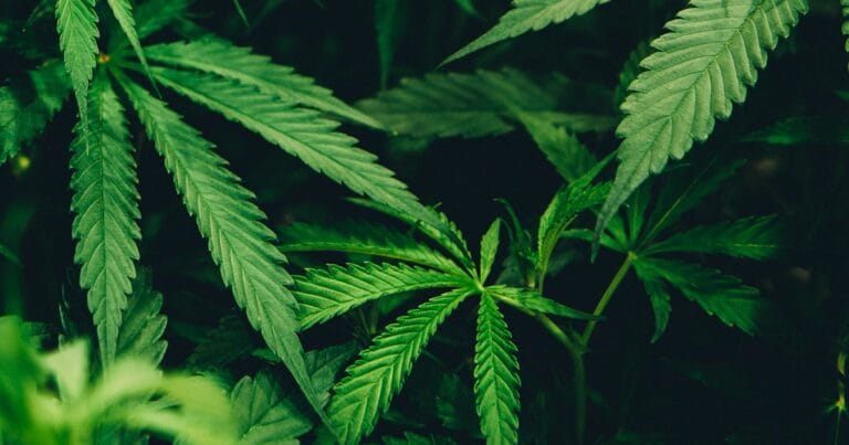 Histoire du CBD : des origines antiques à votre pause bien-être d&rsquo;aujourd&rsquo;hui