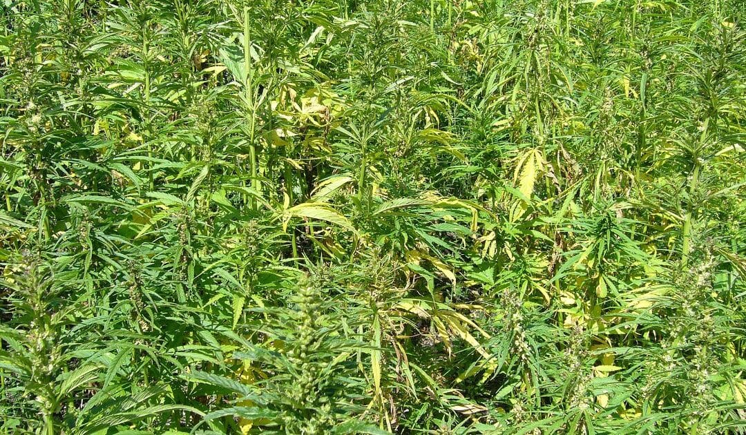 CBD et concentration : le coup de pouce zen pour booster votre productivité