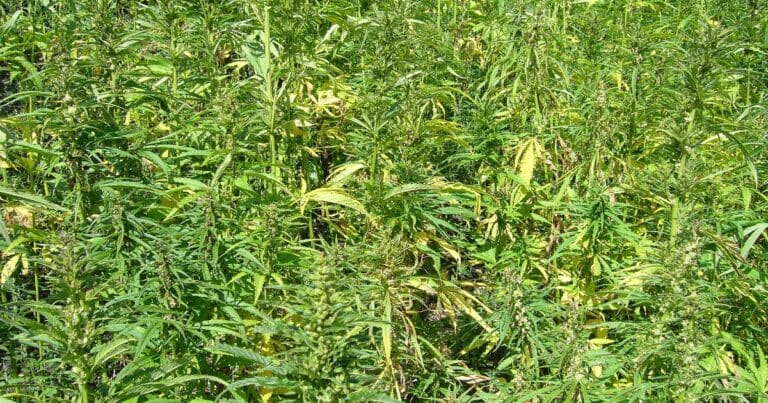CBD et concentration : le coup de pouce zen pour booster votre productivité