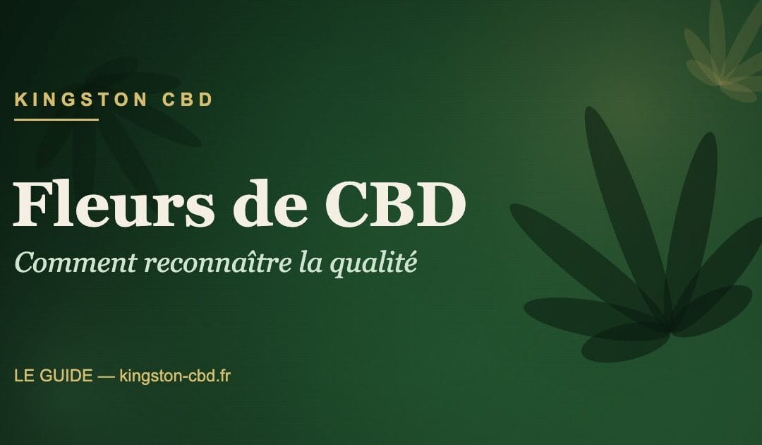Fleurs de CBD : comment reconnaître la qualité (et éviter les pièges)