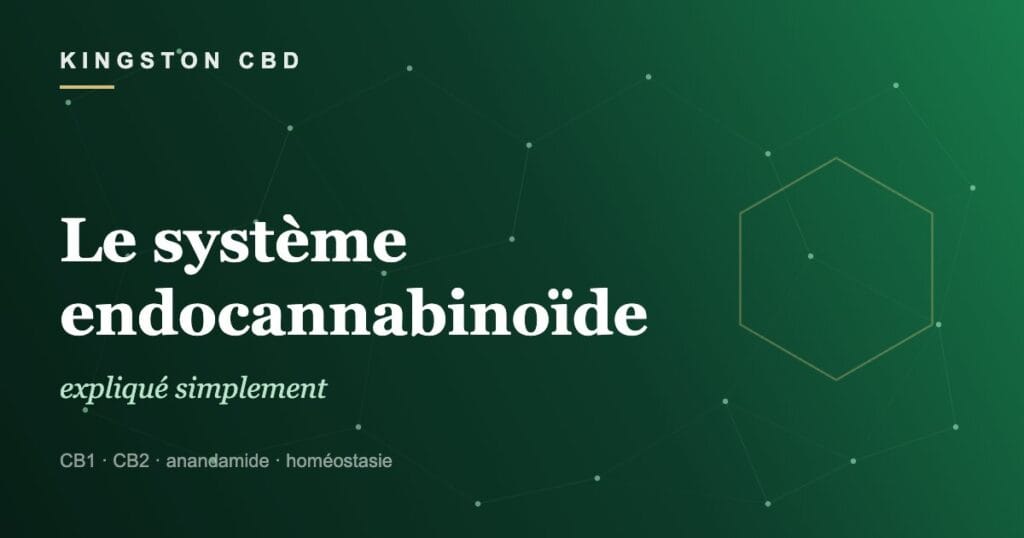 Le système endocannabinoïde expliqué simplement - Kingston CBD
