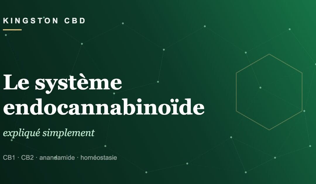 Le système endocannabinoïde expliqué simplement (ou pourquoi votre corps parle déjà la langue du CBD)