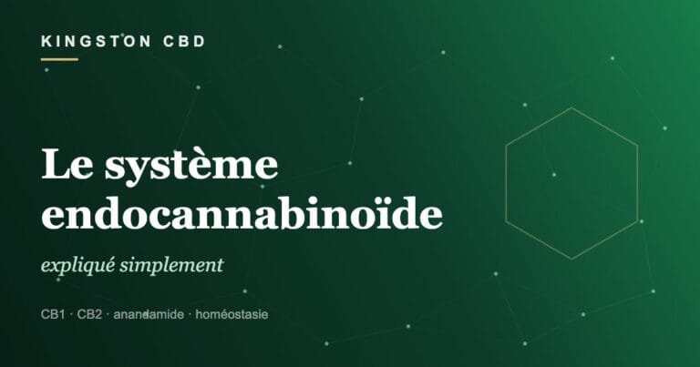 Le système endocannabinoïde expliqué simplement (ou pourquoi votre corps parle déjà la langue du CBD)