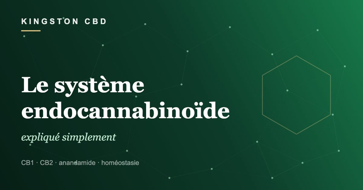 Le système endocannabinoïde expliqué simplement - Kingston CBD