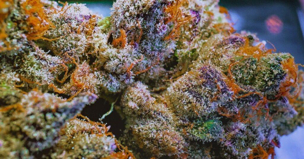 Macro d’une fleur de cannabis riche en terpènes