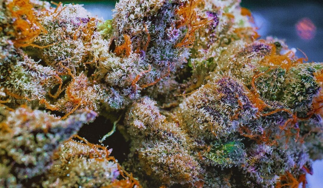 Terpènes du cannabis : rôles et bienfaits de ces arômes qui font toute la différence