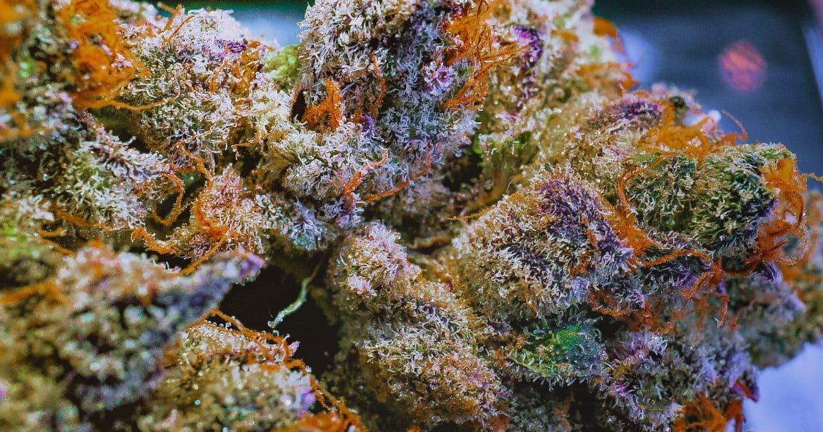 Macro d’une fleur de cannabis riche en terpènes