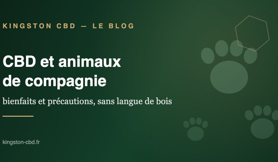 CBD et animaux de compagnie : bienfaits et précautions (le guide sans langue de bois)