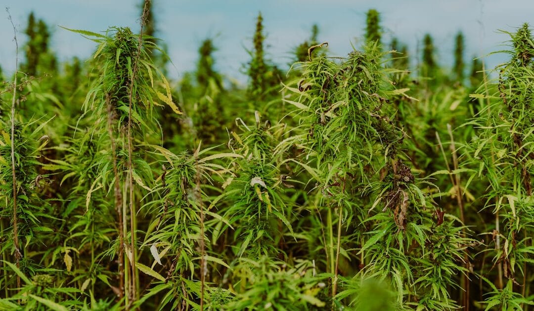 Histoire du CBD en 10 dates clés : de la Chine antique à aujourd&rsquo;hui