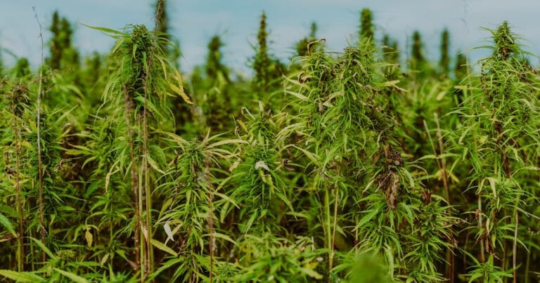 Histoire du CBD en 10 dates clés : de la Chine antique à aujourd&rsquo;hui