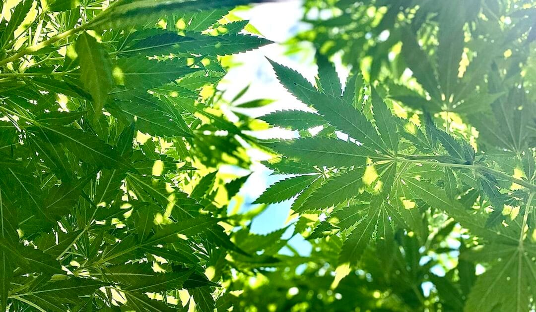 CBD et rentrée : 10 astuces bien-être pour reprendre le rythme en douceur