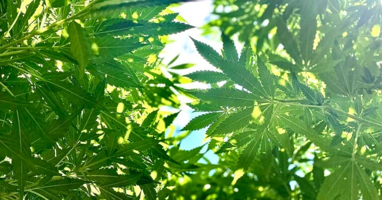 CBD et rentrée : 10 astuces bien-être pour reprendre le rythme en douceur