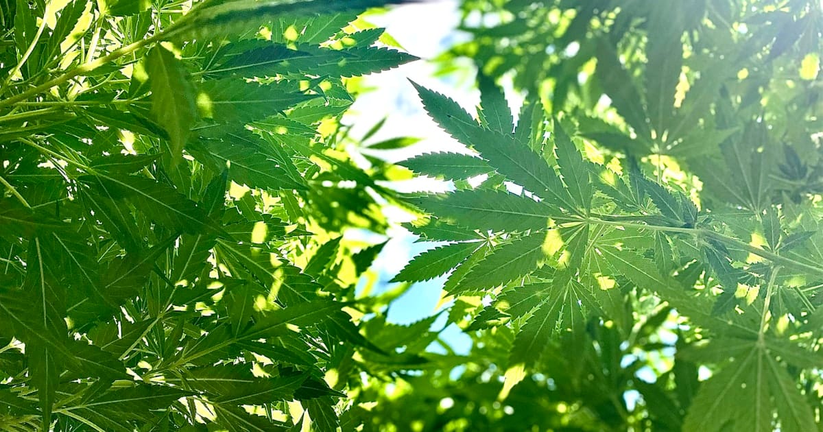 Lumière du soleil à travers des feuilles de chanvre - CBD et rentrée zen