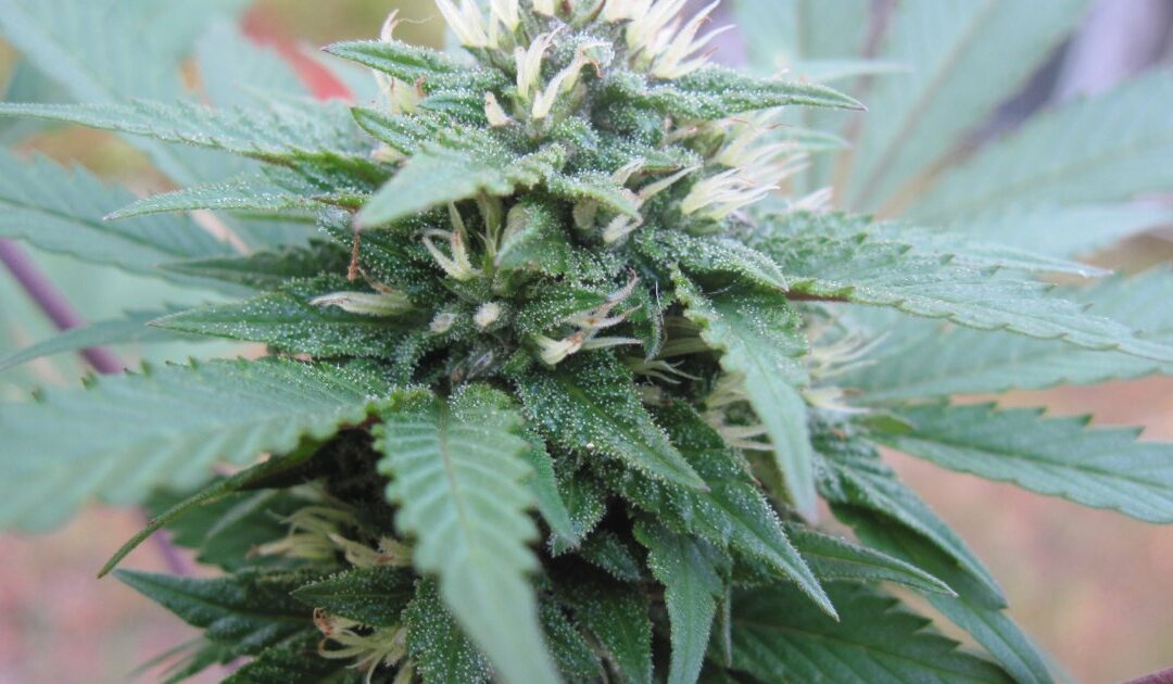 Fleur de CBD de qualité : indoor, outdoor ou greenhouse, le guide pour choisir comme un pro