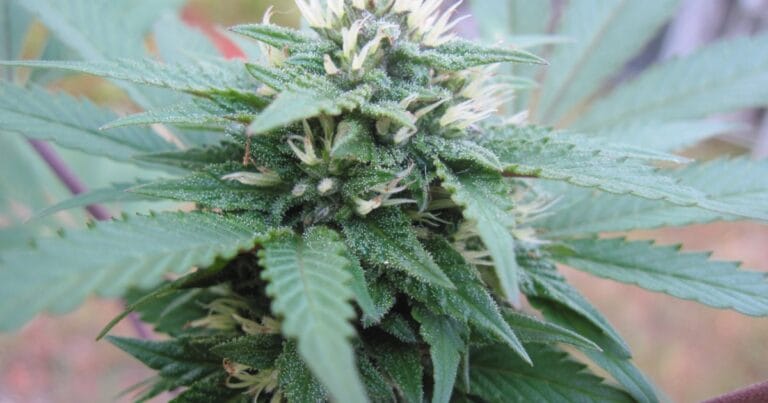 Gros plan sur une fleur de chanvre CBD en floraison, avec ses trichomes brillants et ses pistils blancs