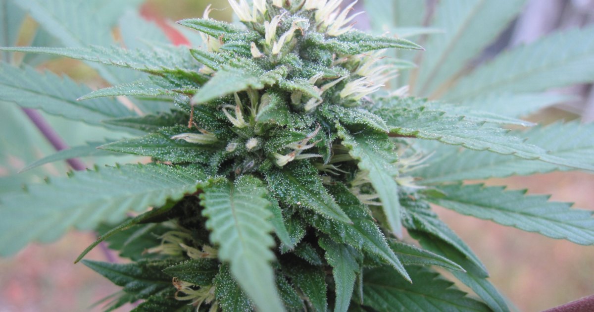 Gros plan sur une fleur de chanvre CBD en floraison, avec ses trichomes brillants et ses pistils blancs
