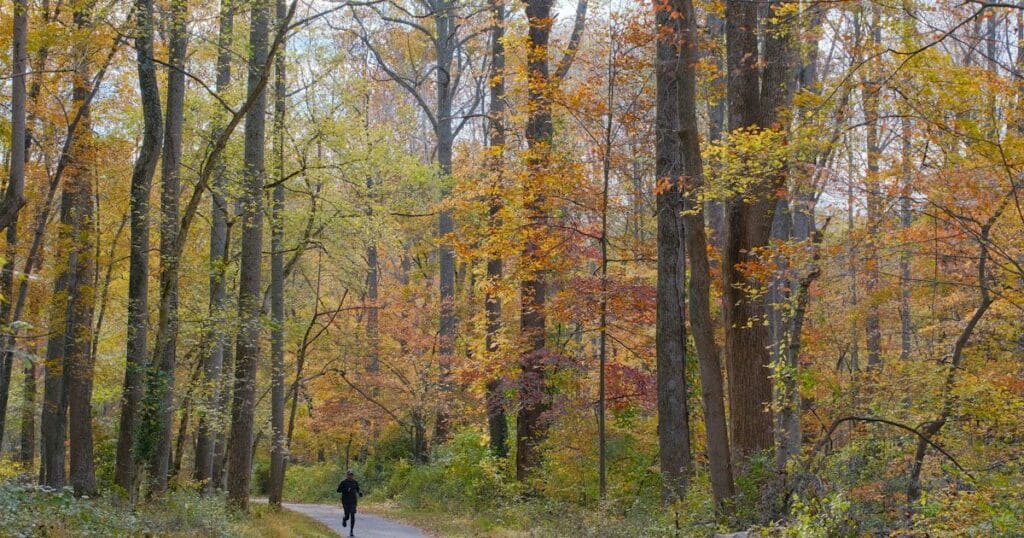 Coureur sur un sentier en forêt à l’automne – reprise du sport et récupération avec le CBD