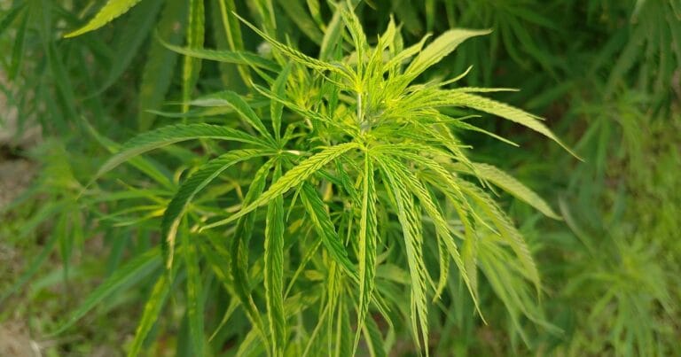Feuilles vertes de chanvre en lumière naturelle illustrant la différence entre CBD, CBG et CBN